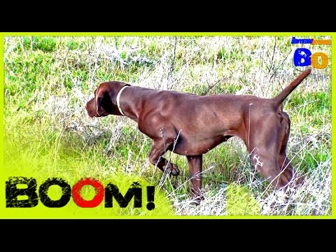 CAZA de CODORNIZ  con PERRO de MUESTRA #6 | QUAIL HUNTING with POINTING DOG #6 | 2016 | HD