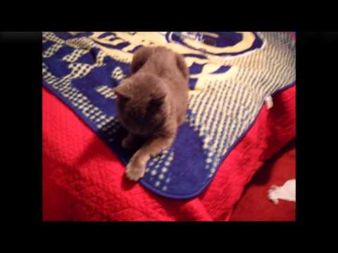 Tomas Ol' Mally The Alley Cat