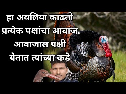 पक्षांचे आवाज काढणारा अवलिया आहे #tadoba मध्ये कोणताही आवाज काढतो. Birdman Sumedh #youtubeshorts