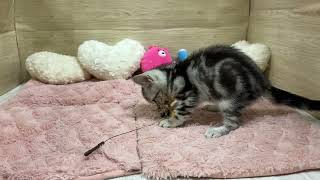 アメリカンショートヘアの動画01