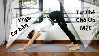 Yoga Cơ Bản - Chó Úp Mặt - Đánh Bay Đau Đầu, Đau Lưng, Mất Ngủ