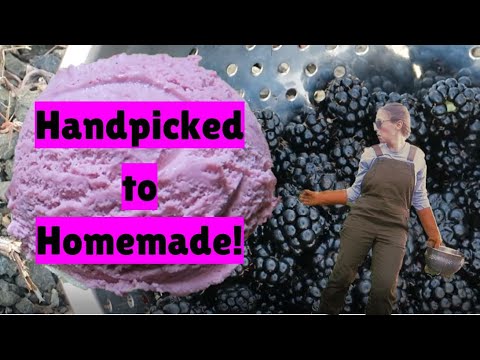 Easy, homemade, AND handpicked blackberry ice cream!