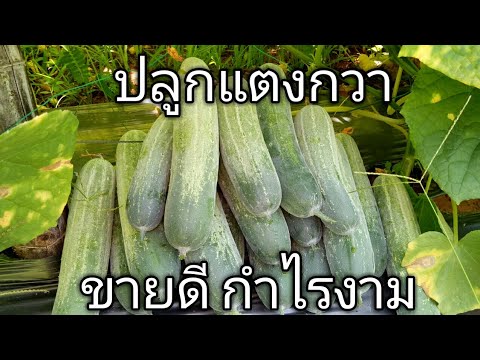 ความอ่อนแอสรีรวิทยามัน ค้อนภาพยนตร์ 1 พรู