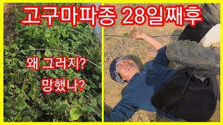 고구마 파종 28일째 망했나? 왜 뒤집어지고 난리여~