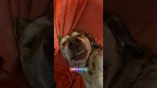ever seen a dog with this bedtime routine? #dogshorts #doggielife #cutedog #doggie