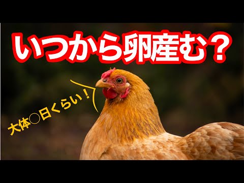産卵鶏に最適な餌は何ですか?きっとあなたが思っているような人ではありません  庭園