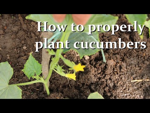 , title : 'How to plant Cucumbers in the open ground or in the greenhouse. Some nuances of Cucumber Care'