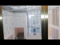 The Singing Elevator Van Abbe