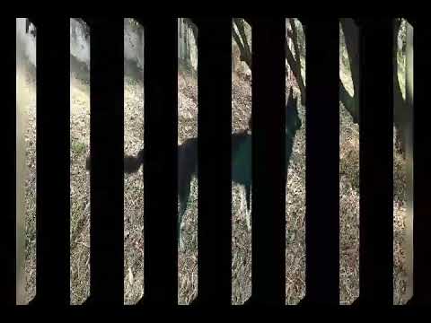 Jojo double coat German Shepard with black mask available for Stud