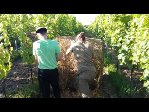 PERMAKULTUR im Weinberg: - Heudüngung