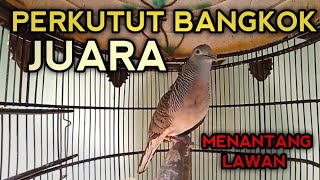 Download lagu PERKUTUT BANGKOK JUARA UNTUK PANCINGAN 100% NYAUT & LANGSUNG PADA GACOR mp3