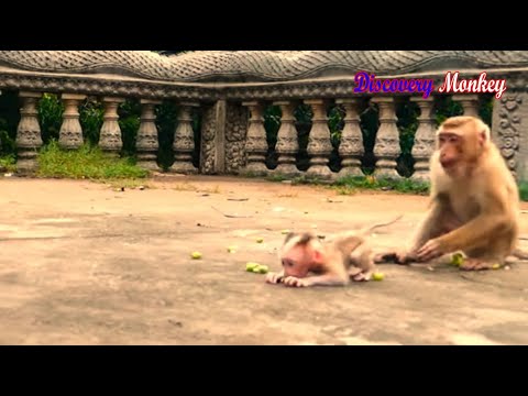 Ouch, Rozy mom forgot & left newly baby Rockstar with brother Rocky eating fruit BUT Rockstar no....