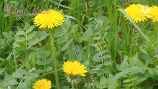 #Dandelion(#Mindeulle in Korean)#Spring Flower