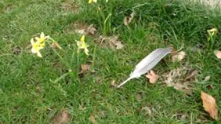 Garden Valley Jerusalem Artichokes