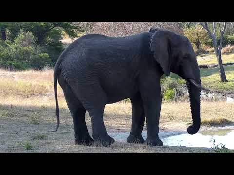 Djuma: Lone Elephant bull in musthe with a bit of attitude - 15:43 - 09/15/2022