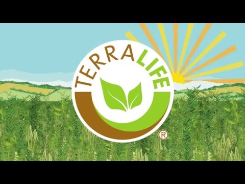 DSV TerraLife – Do you know the real cost of not having a cover crop?