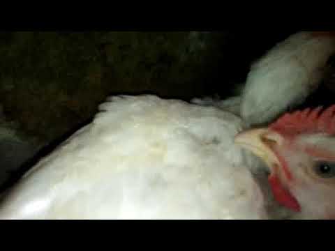 CRD in Broiler Chicken