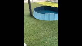 Video preview image #1 Chihuahua-Unknown Mix Puppy For Sale in Woodbury, NY, USA