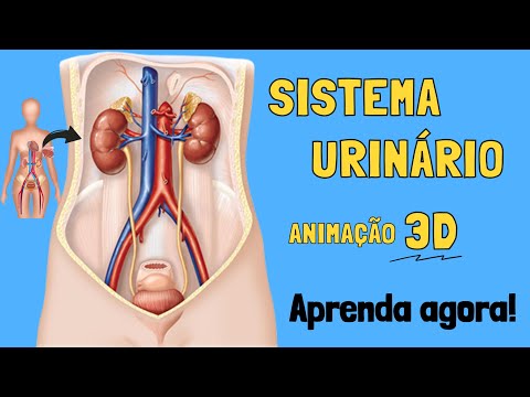 SISTEMA URINÁRIO/ Como os RINS funcionam? - Animação 3D/ RESUMO