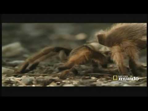 SONORA - Mar del Desierto↔Tierra de Gigantes