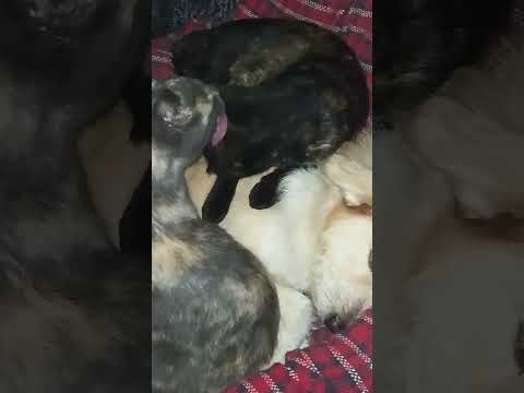 #barros #Blancos 🤍 #uruguay  #sauce #CapitanArtigas #canelones #uruguay #nature #sineditar