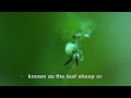 Shaun The Sheep