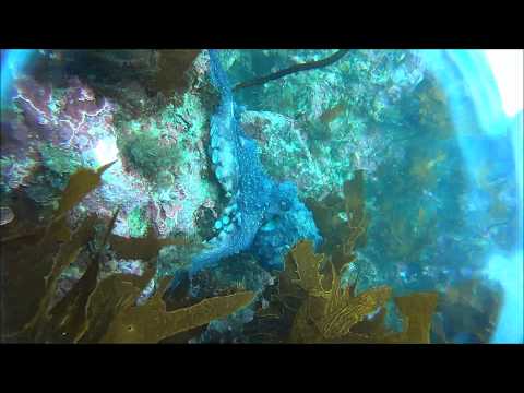 Breaker Bay Octopus