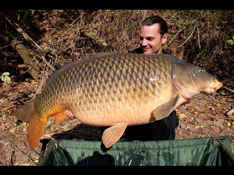 American carp record (USA) at 54lb 8oz (24,7 kg) - Raphaël Biagini