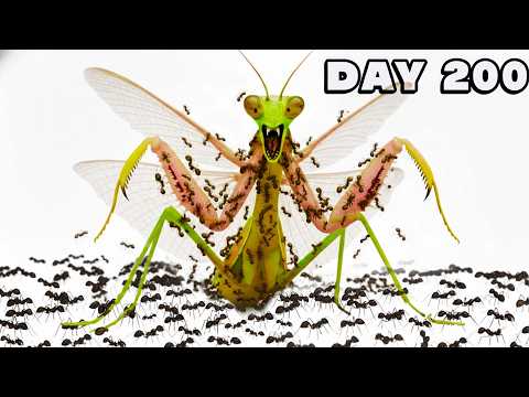1,000 Ants VS Deadly Mantis 😱 ANTTREK Ant Colony Simulation