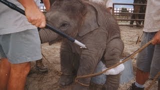 Ringling Bros. Circus Built to Amaze Abuses Animals - Honda Center Anaheim