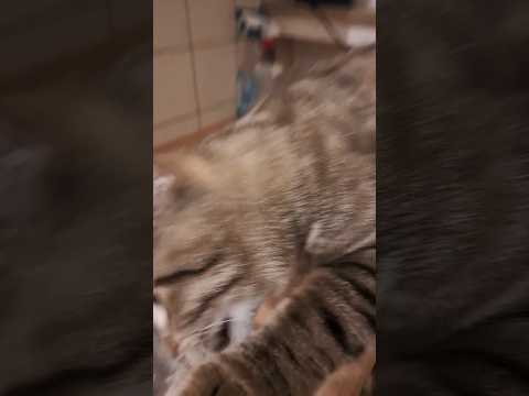 Mital Cat Funny #mitalcat