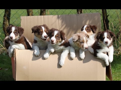 Adventures with the Border Collies Of Silent Storm