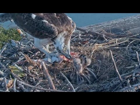 Captiva Osprey Cam | Andy bring big fish in breakfast for 3 babies | 21.02.2022