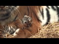 Amur Tiger Cubs Woburn Safari Park Part 2