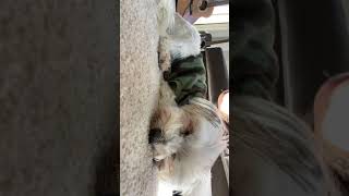 犬もイビキかくんです🐶❤️