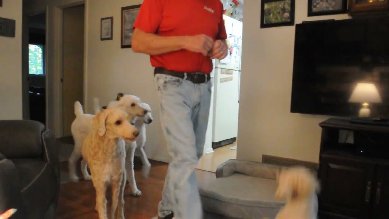 Enlarge BOBO, a Adoption Pending Poodle in Elk River, MN video 5/5