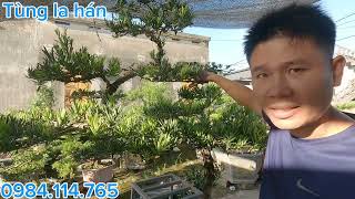 Pruning the bonsai of the Chinese juniper | Chinese juniper Bonsai