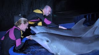 &quot;What It&#39;s Like to be a Dolphin Trainer&quot; by Aquarium Love Stories
