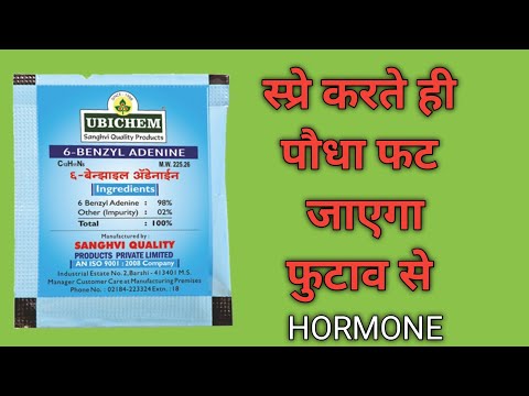 Powder 6BENZLY AMINOPURINE (CYTOKINES), Bag, Packaging Size: 1 kg