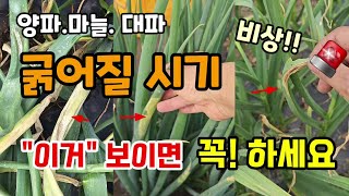 양파.마늘.대파 굵어질시기 지금 이것 보이면 그냥두지말고 꼭 해주세요  그냥 두면 농사 망해요