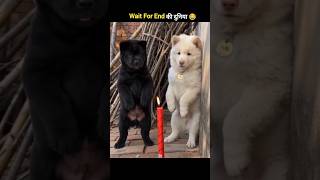 जानवरों के Gajab कारनामें 😂 wait for twist 😂 #funny #animals #shorts