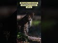 The Truth Behind the Black Panther🖤🐆 Jaguar or Leopard #youtubeshorts #shorts