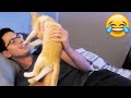 Cats Unexpected Attack On Humans Funny Cats Attack PETASTIC