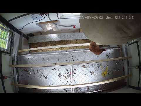 Kotbrett nach einer Nacht bei 23 Hühnern