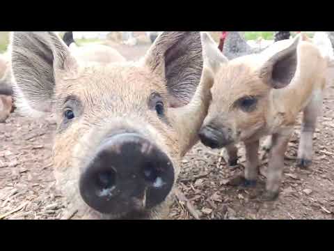 Mangalica pigs @mannaranch