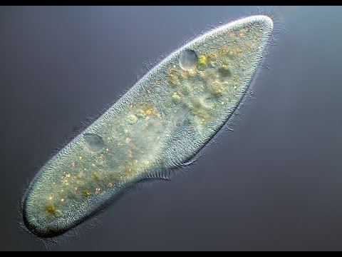 Pinworm parazita kezelés