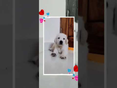 Golden retriever Relaxing#shorts #charlie #goldenretriever #puppy