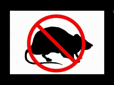 8 horas de Repelente de ratones y ratas