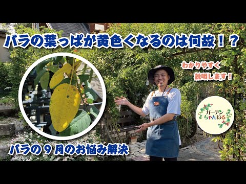 トゥジャに水をやる 2023