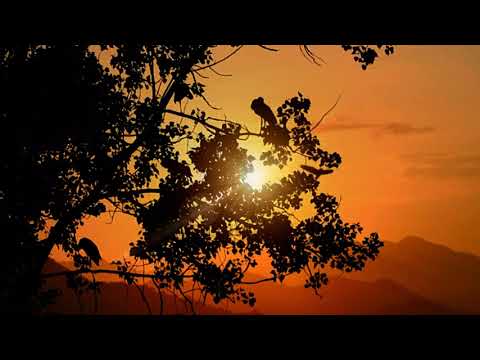 BEST NIGHTINGALE SONG - 3 Hours REALTIME Nightingale Singing - Birdsong, Birds Chirping